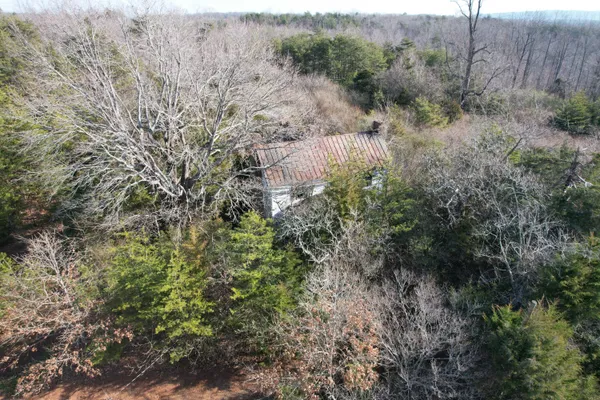 a view of a forest with a tree