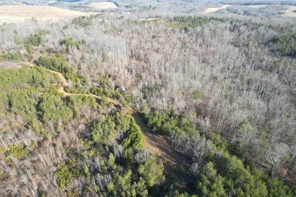 a view of a backyard with large trees and wooden fence