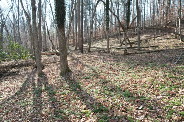 a view of a yard with large trees