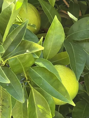 $1,899,000 | 1054 Fleetwood Drive, San Jose, CA 95120