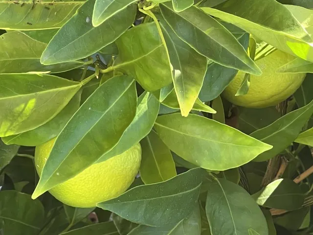 $1,899,000 | 1054 Fleetwood Drive, San Jose, CA 95120