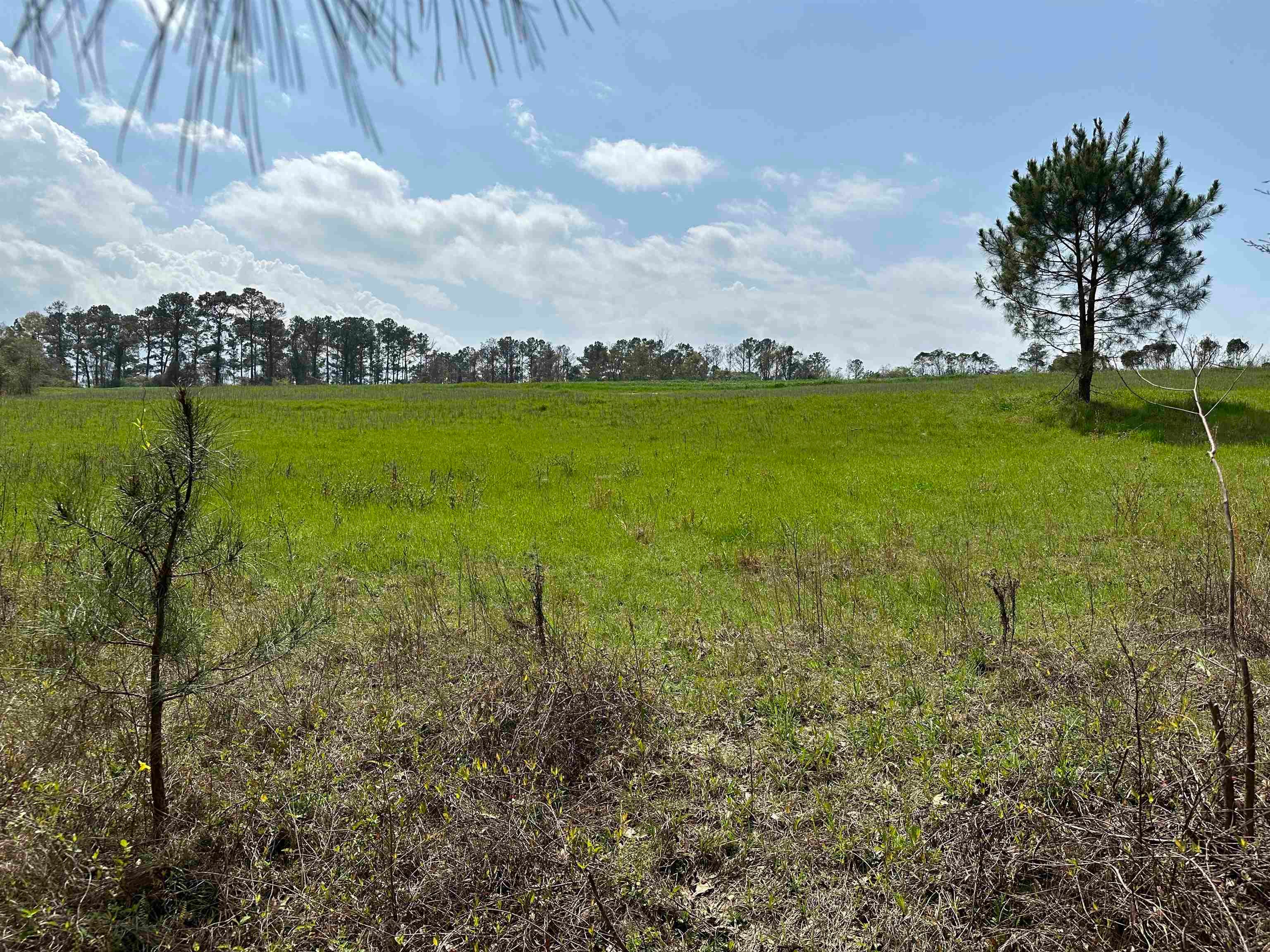 36625 Hesters Store Road Red Level, AL 36474 - Photo 27 of 47 Gallery Image 27