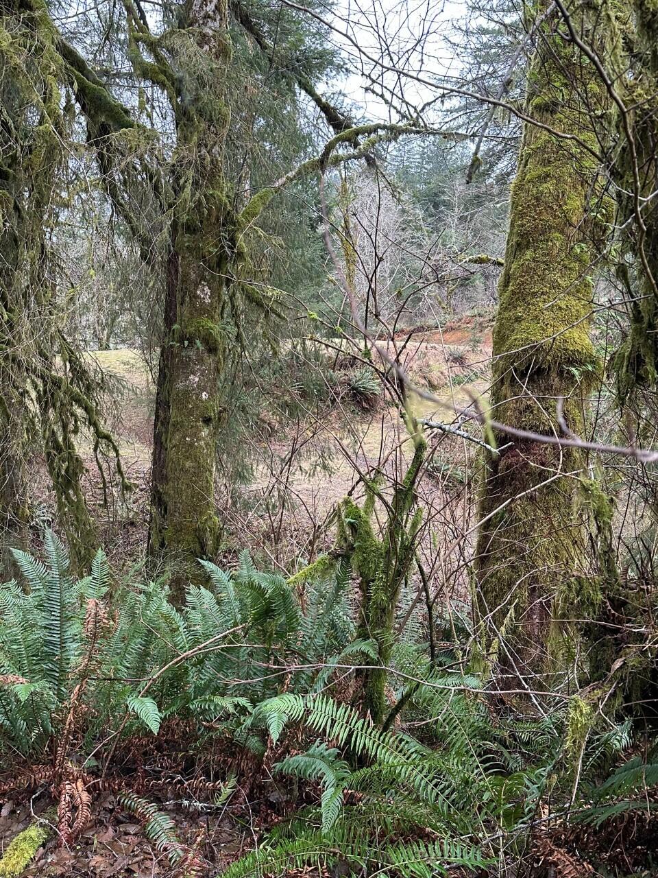 11-12 Big Trout Road Grand Ronde, OR 97347 - Photo 11 of 17 pic2_IMG_0817