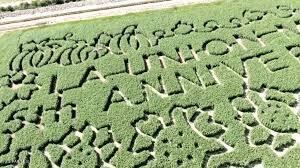 7036 McNutt Road Anthony, NM 88021 - Photo 19 of 23 a view of a large yard with green space