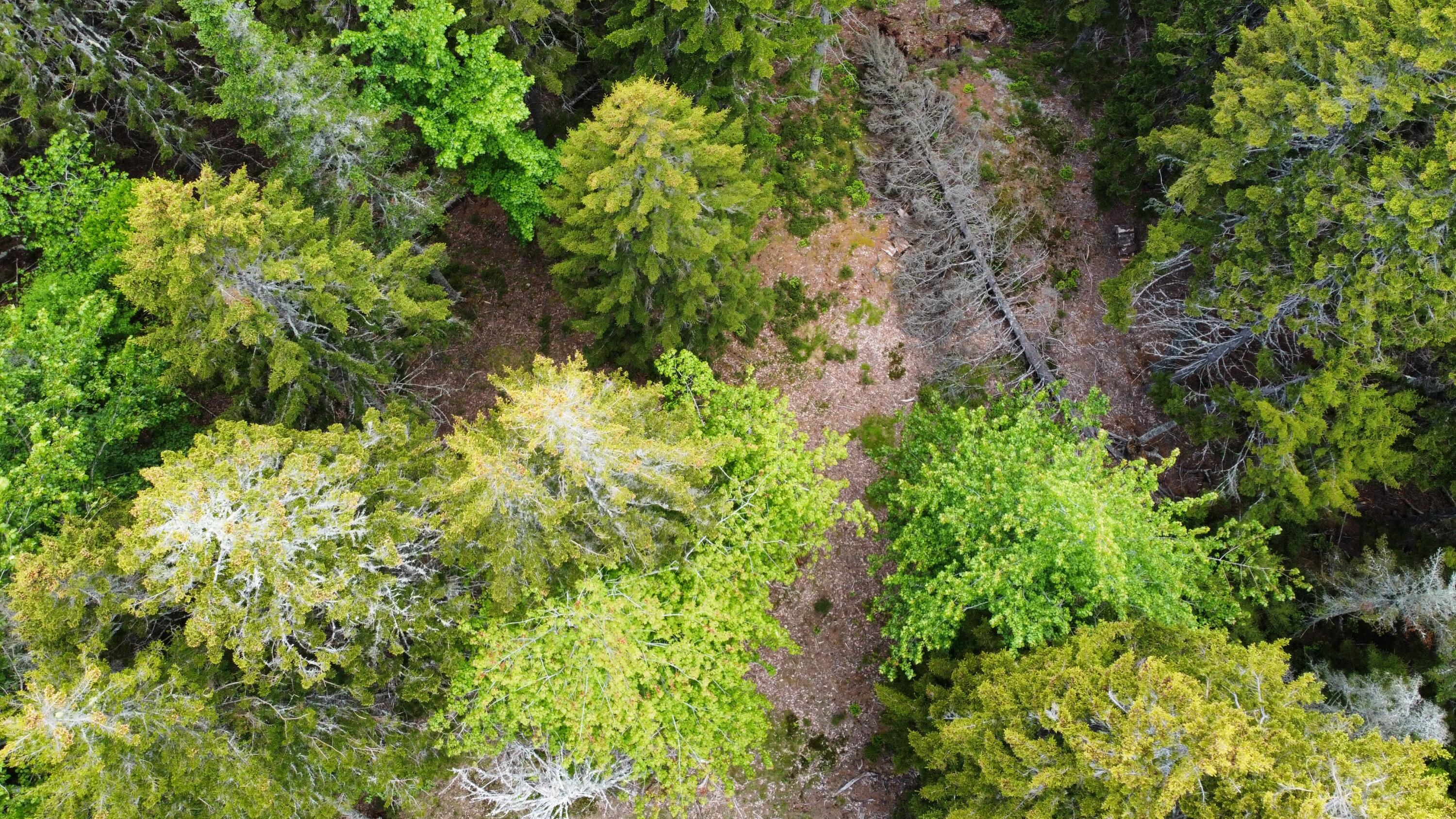 Lot 5 Ripley Neck Road Harrington, ME 04643 - Photo 19 of 39 dji_fly_20230611_161444_59_1686530782817