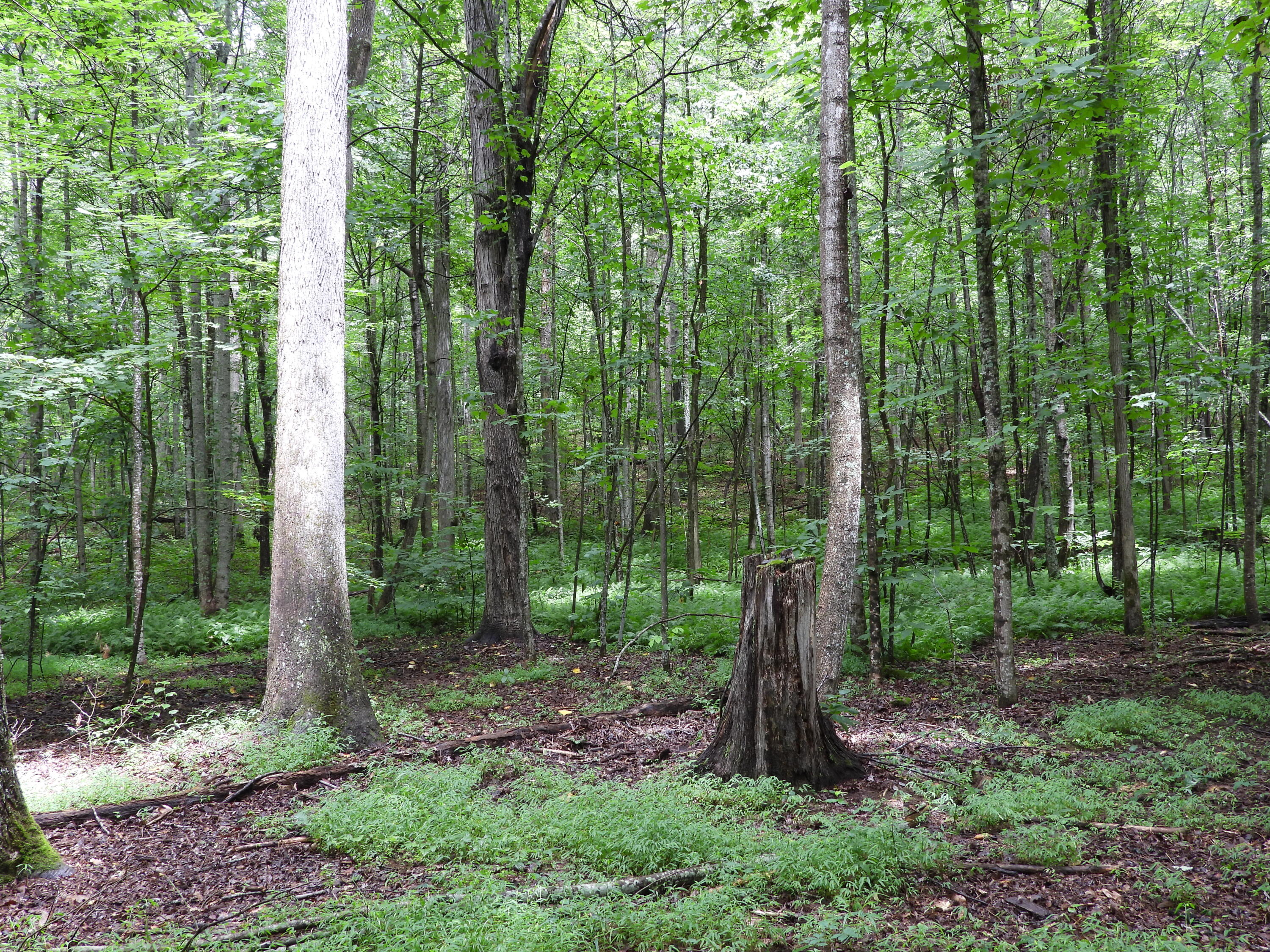 7600 Spencer Road Mount Sterling, KY 40353 - Photo 14 of 21 DSCN3579