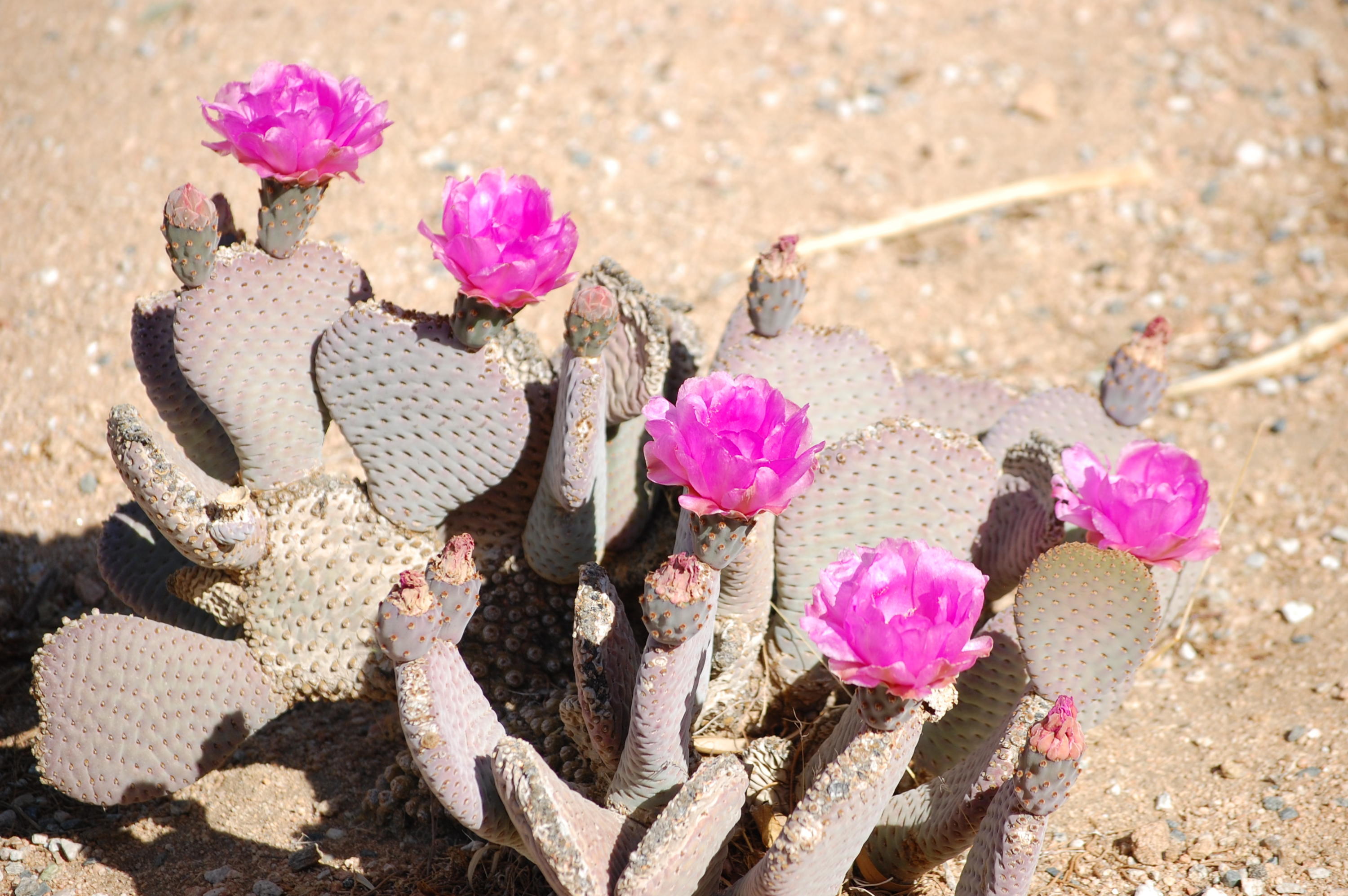 0 Shadow Ranch Joshua Tree, CA 92252 - Photo 5 of 5 2012 spring flowers 001