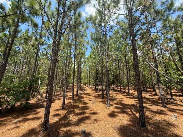 $354,040 | 0 Beaver Dam Road, Cassatt, SC 29032