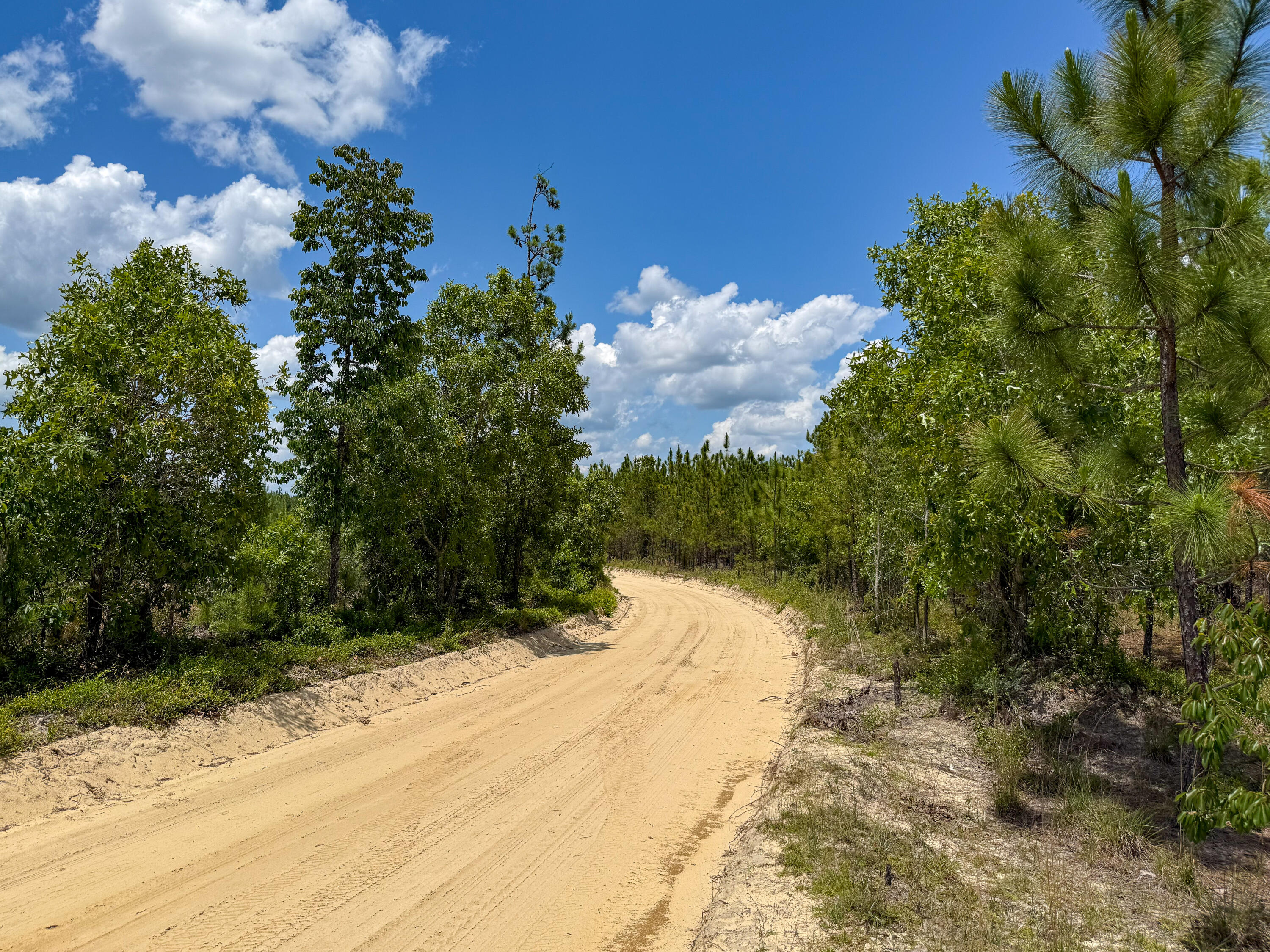 0 Beaver Dam Road Cassatt, SC 29032 - Photo 4 of 14 Compass South Land Sales Prickly Pear-03