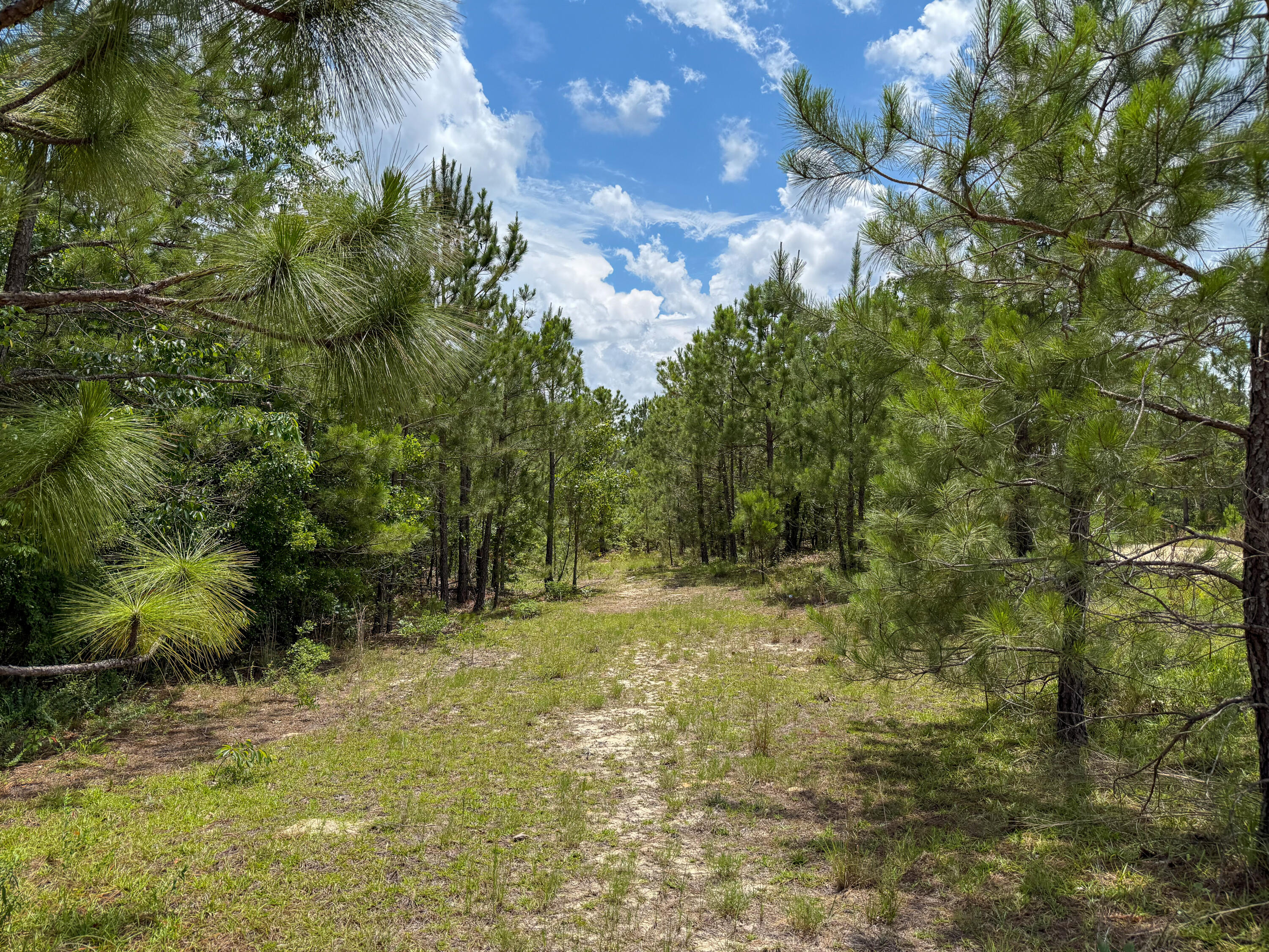 0 Beaver Dam Road Cassatt, SC 29032 - Photo 5 of 14 Compass South Land Sales Prickly Pear-05