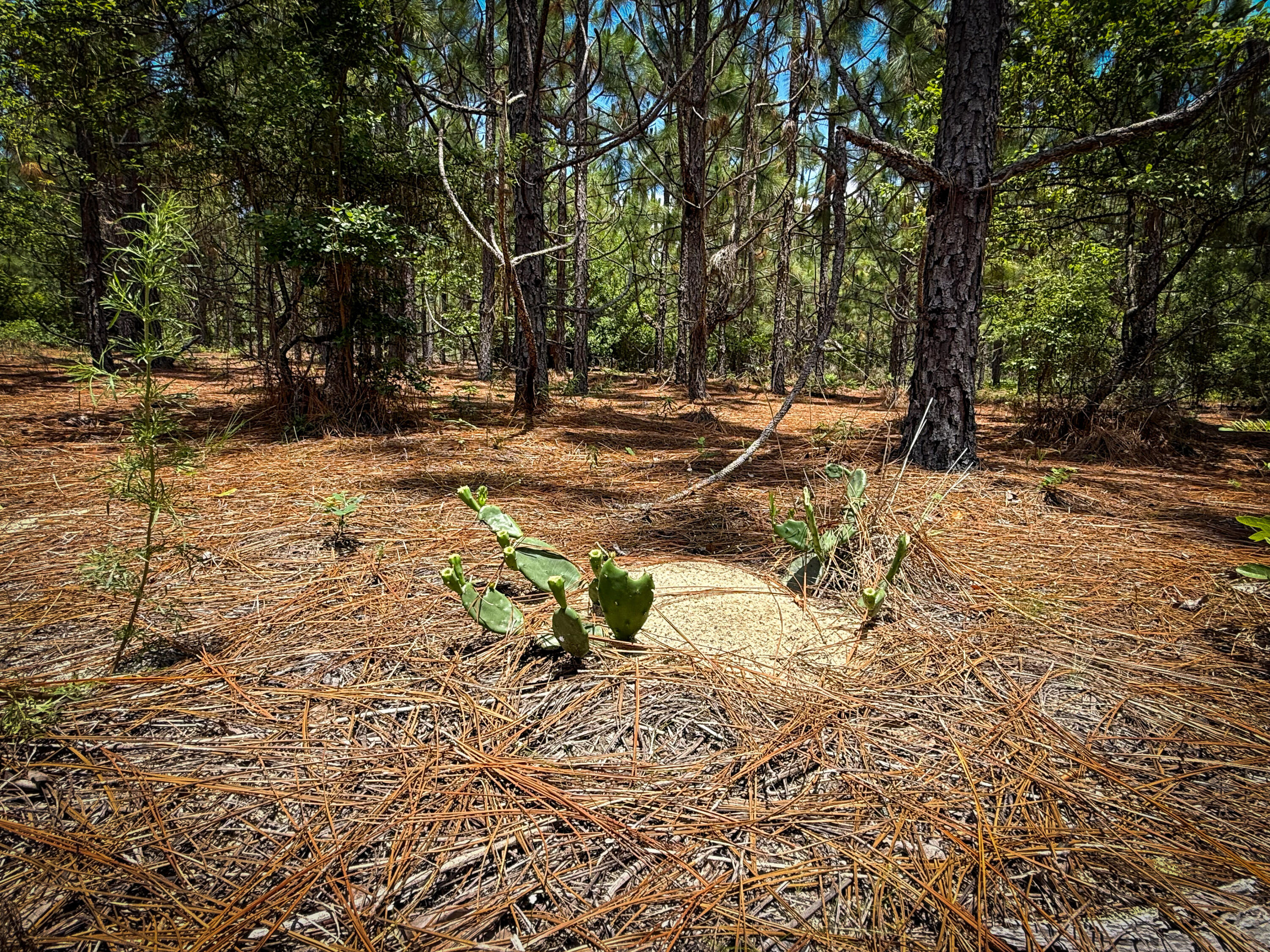 0 Beaver Dam Road Cassatt, SC 29032 - Photo 7 of 14 Compass South Land Sales Prickly Pear-07