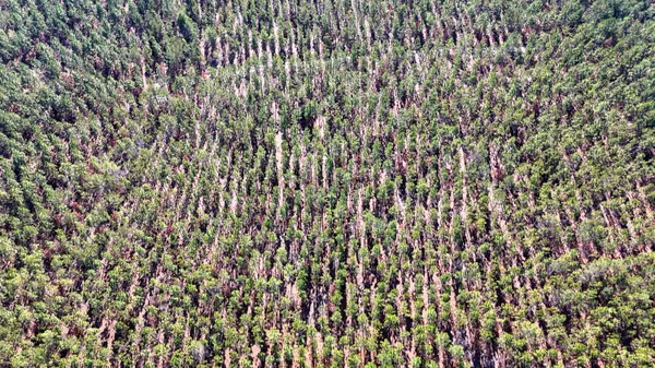 $354,040 | 0 Beaver Dam Road, Cassatt, SC 29032