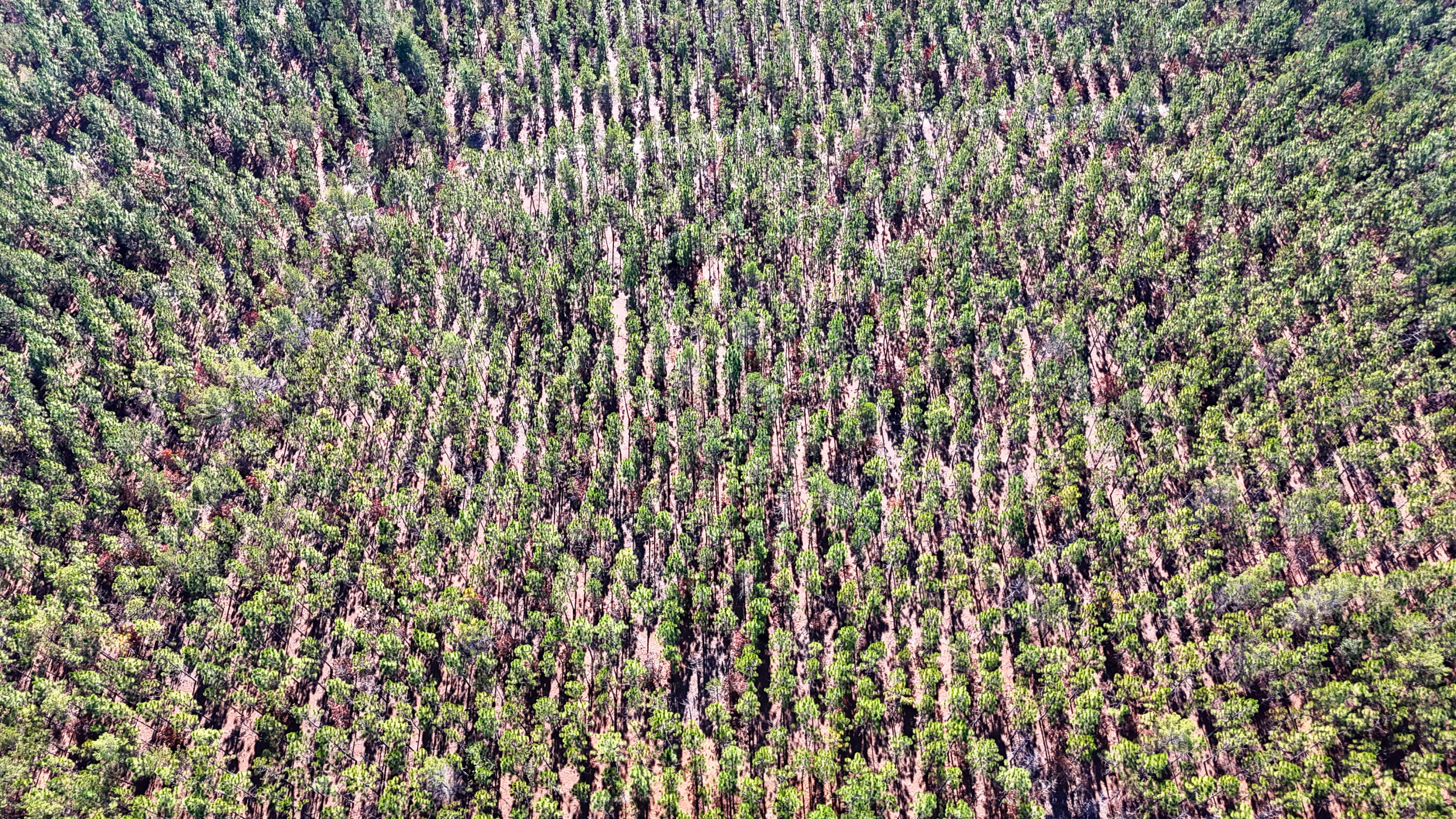 0 Beaver Dam Road Cassatt, SC 29032 - Photo 8 of 14 Compass South Land Sales Prickly Pear-08