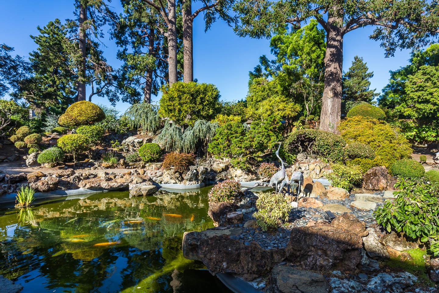 70 De Sabla Road San Mateo, CA 94402 - Photo 8 of 17 a view of a garden with plants