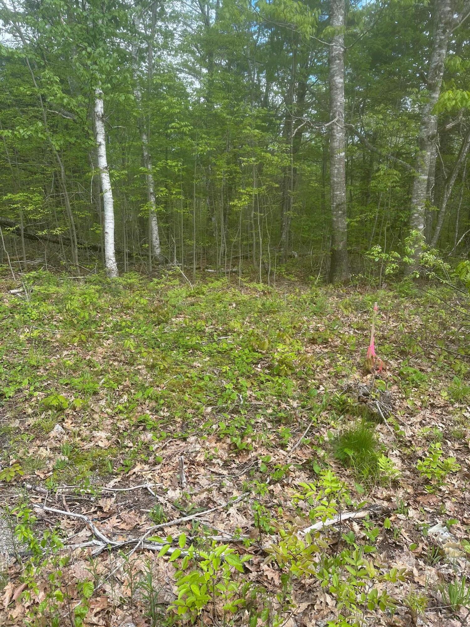 Lot 7