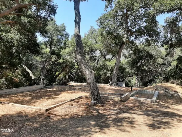 a view of a yard with trees