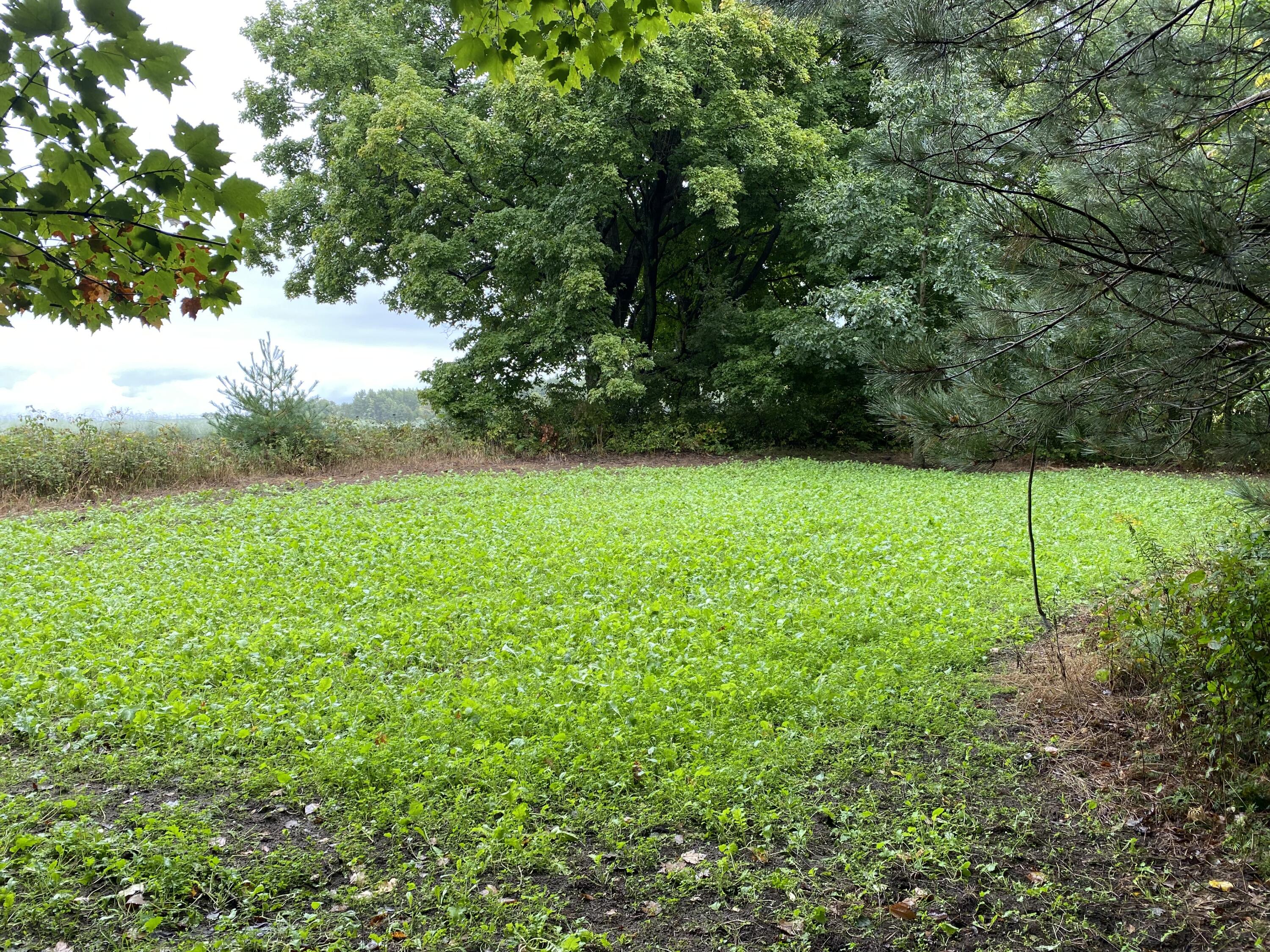 476 Monroe Road Hart, MI 49420 - Photo 39 of 74 20