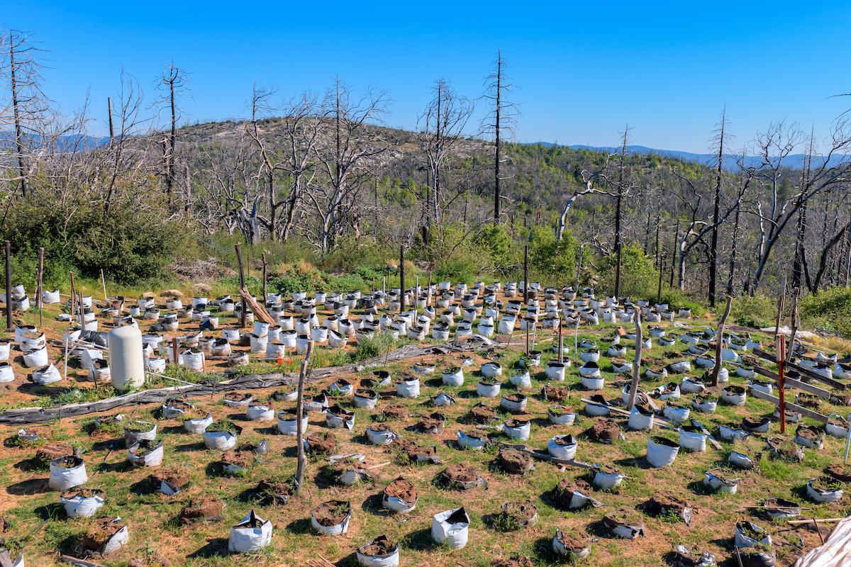 0 Four M Road Berry Creek, CA 95916 - Photo 14 of 20