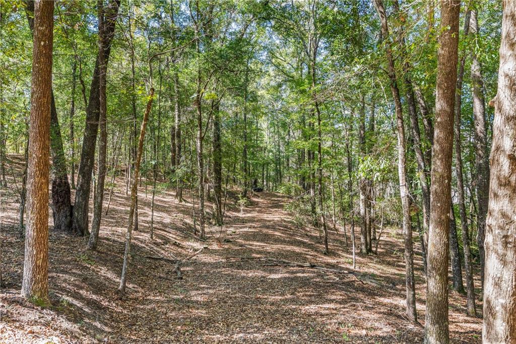 642 Nuckols Road Seale, AL 36875 - Photo 4 of 48 Wooded terrain with mature deciduous trees