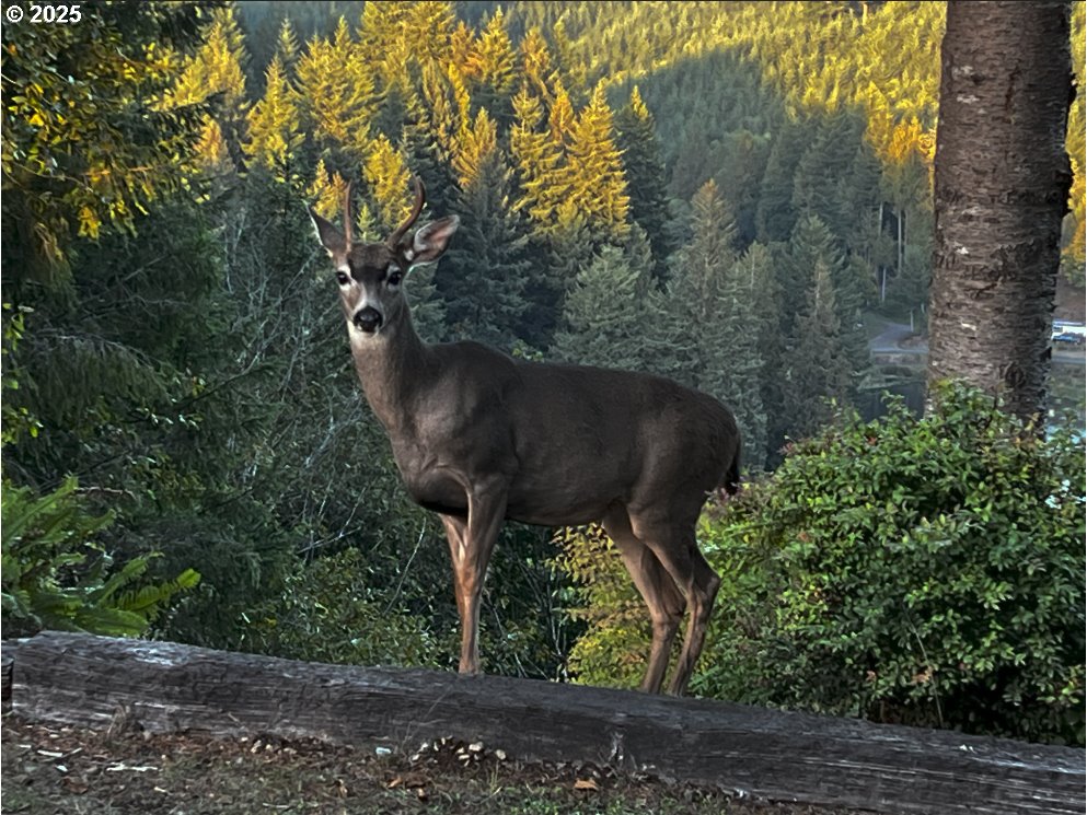 89349 Rustic Lane Florence, OR 97439 - Photo 13 of 30