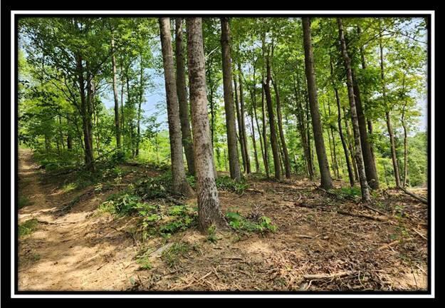 0 Back Run Road, Unit TRACT 2 HAWK NEST CABIN) Philo, OH 43771 - Photo 36 of 56 image036