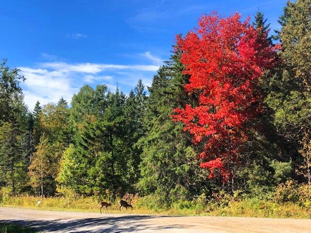 13 Mill Brook Road Sandy River Plt, ME 04970 - Photo 11 of 21 Wildlife