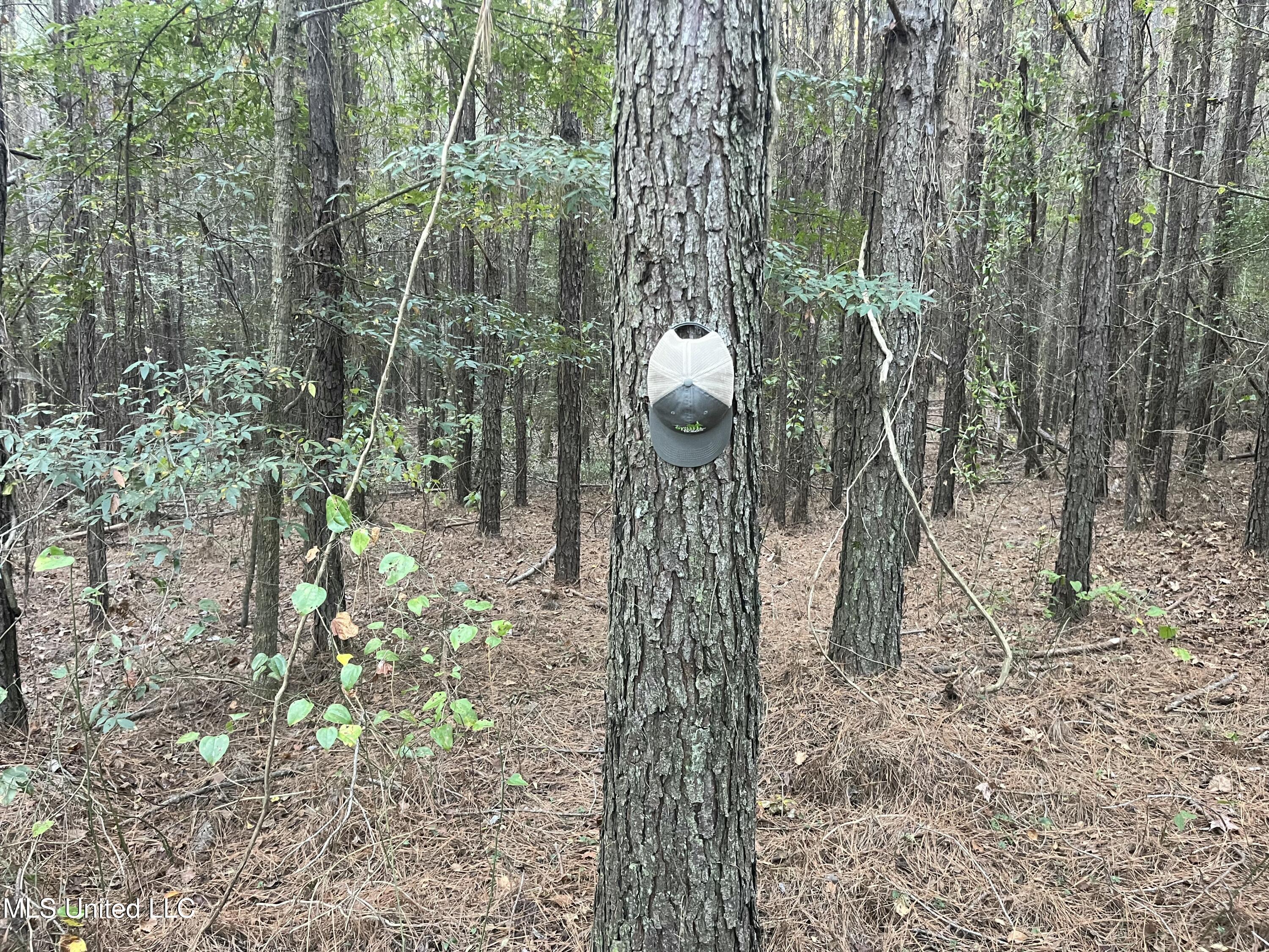 Water Street Carthage, MS 39051 - Photo 12 of 13 Use2