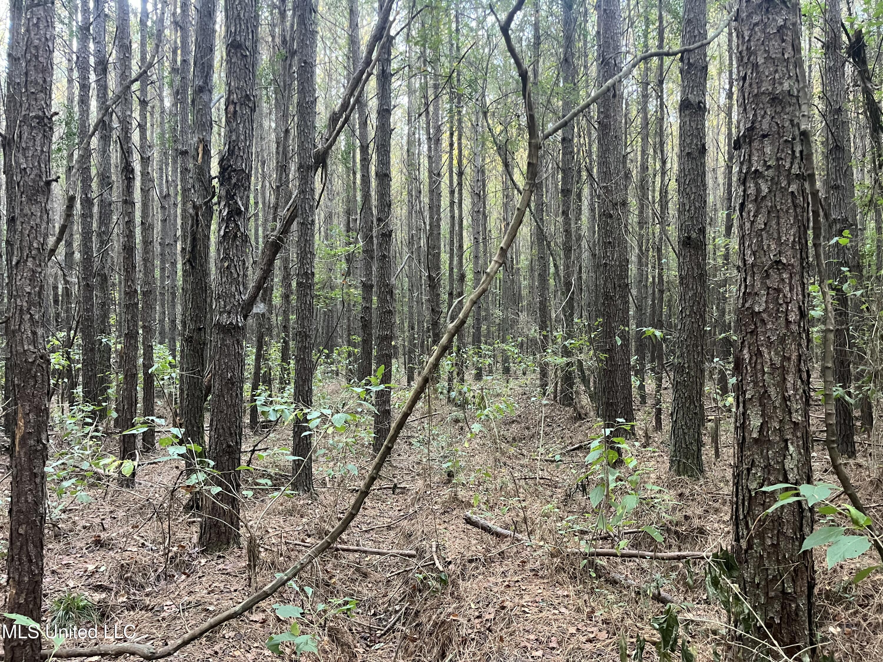 Water Street Carthage, MS 39051 - Photo 6 of 13 Use 5