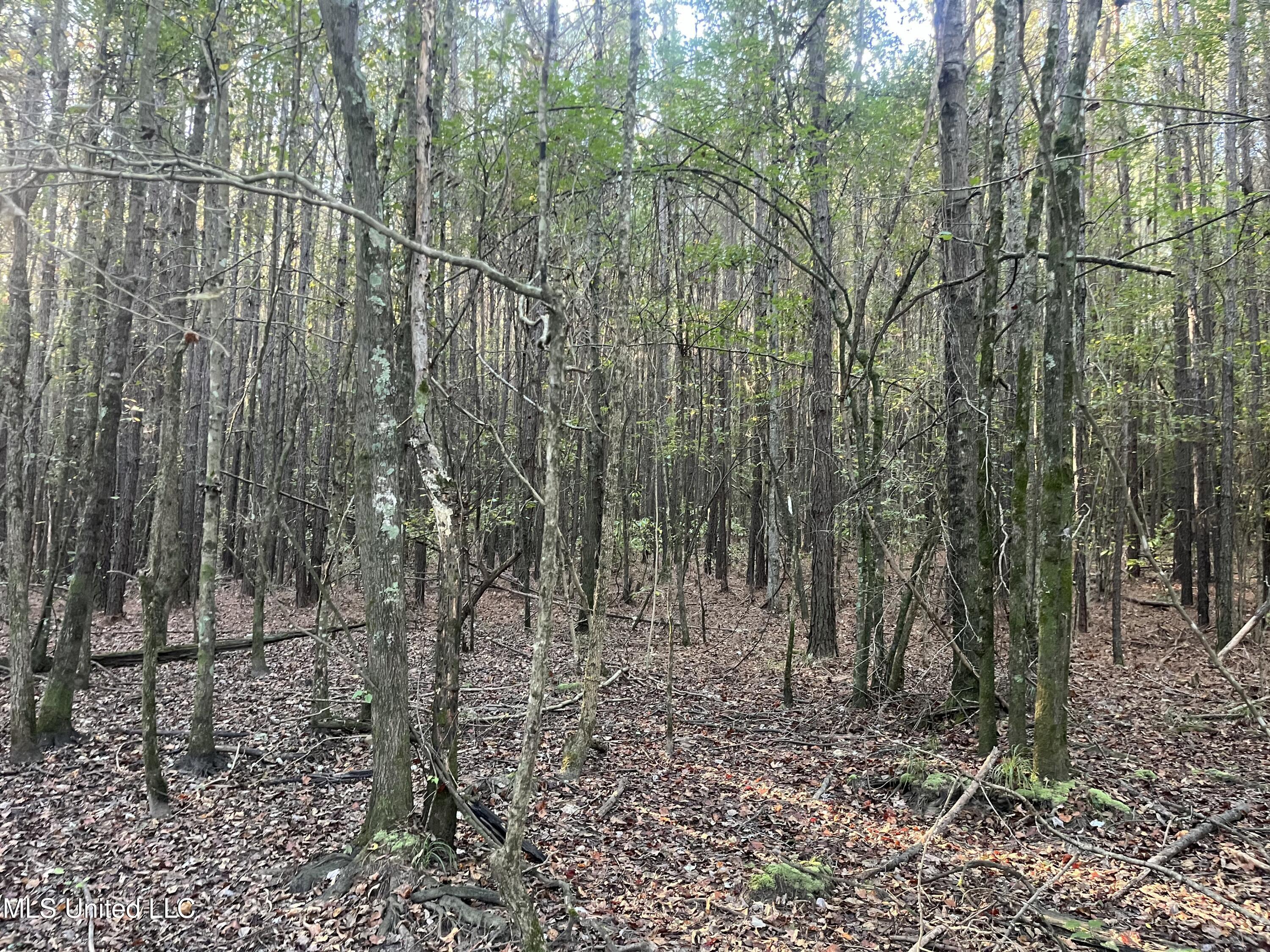 Water Street Carthage, MS 39051 - Photo 10 of 13 Use 9