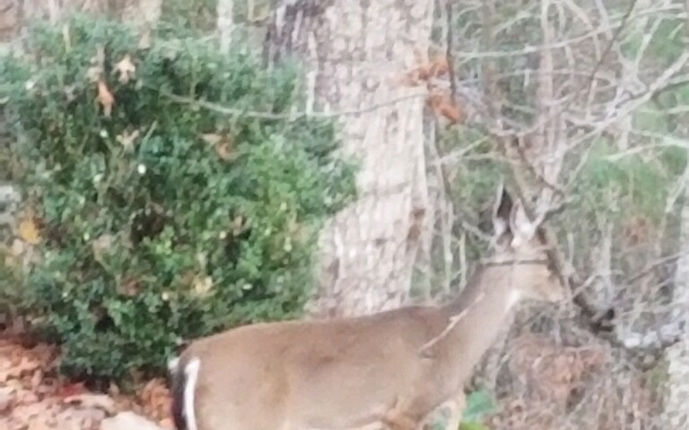 977 Tarheel W Drive Murphy, NC 28906 - Photo 41 of 42 Additional View