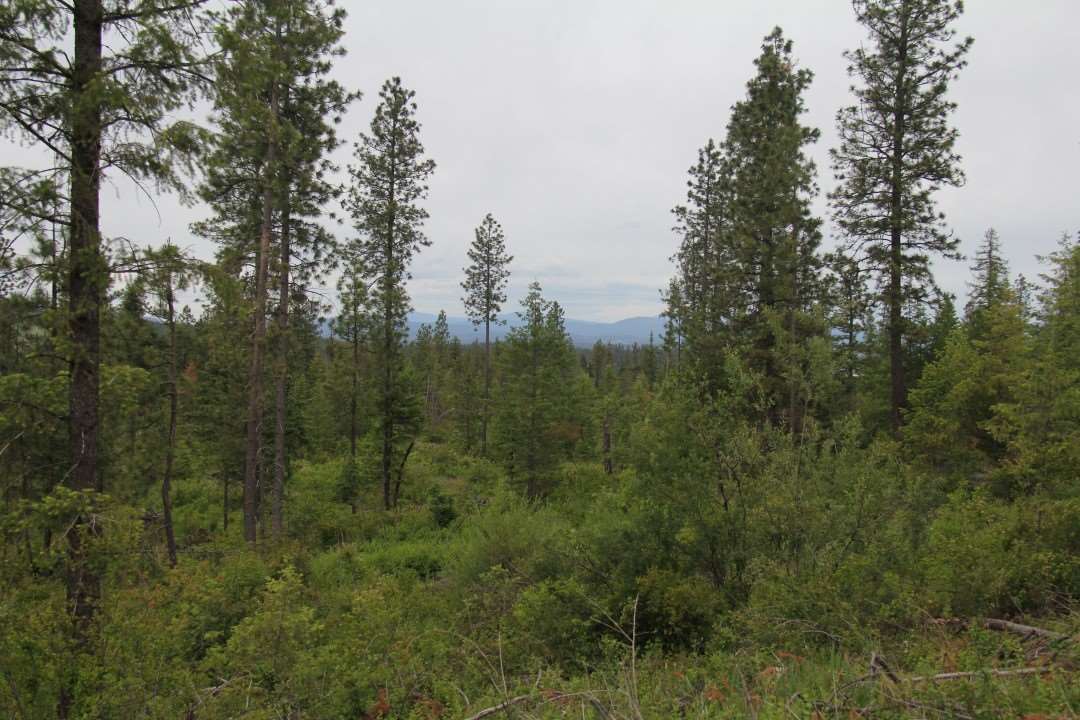 5457 D Tarbert Road Deer Park, WA 99006 - Photo 5 of 20 Gallery Image 5