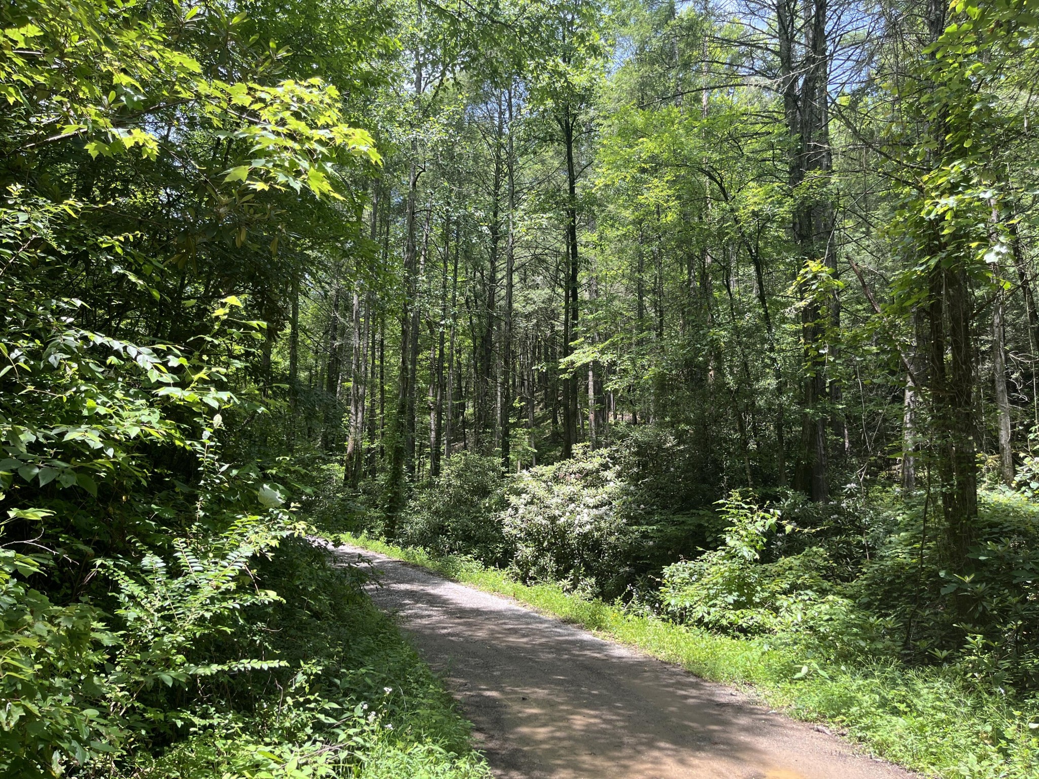 0 Tinker Branch Road Reliance, TN 37369 - Photo 1 of 3