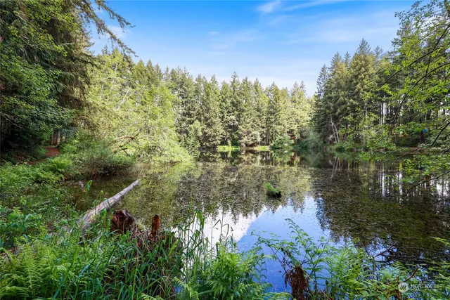 a view of a forest with trees