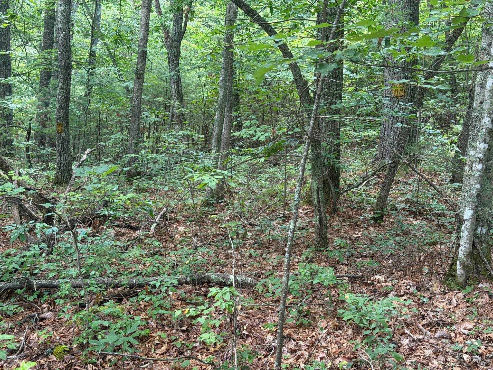 Tbd Short Ridge Drive Bland, VA 24315 - Photo 81 of 125 Gallery Image 81