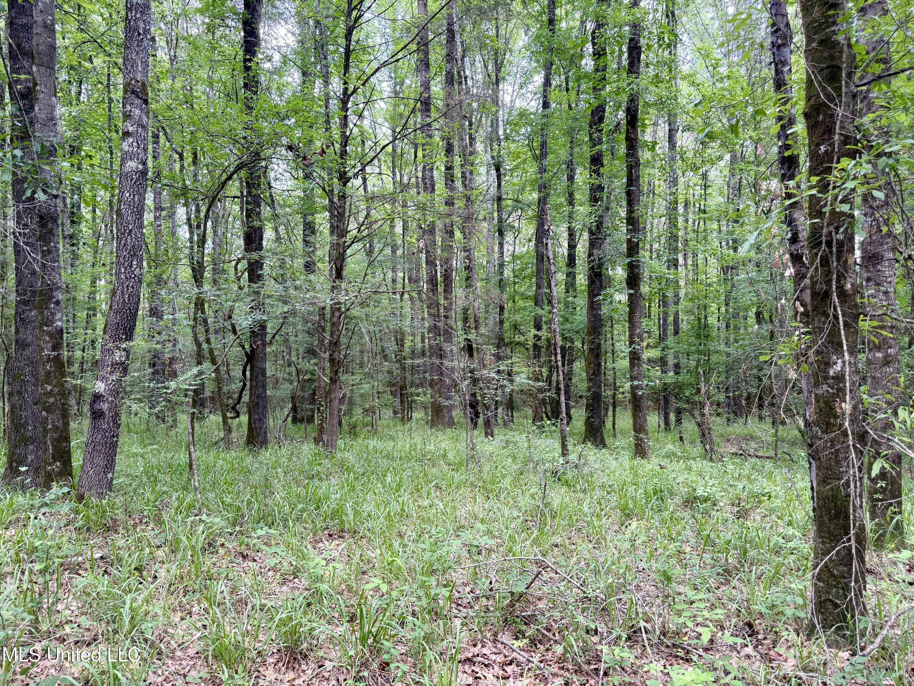 Stephens Road Durant, MS 39063 - Photo 11 of 18 IMG_0995