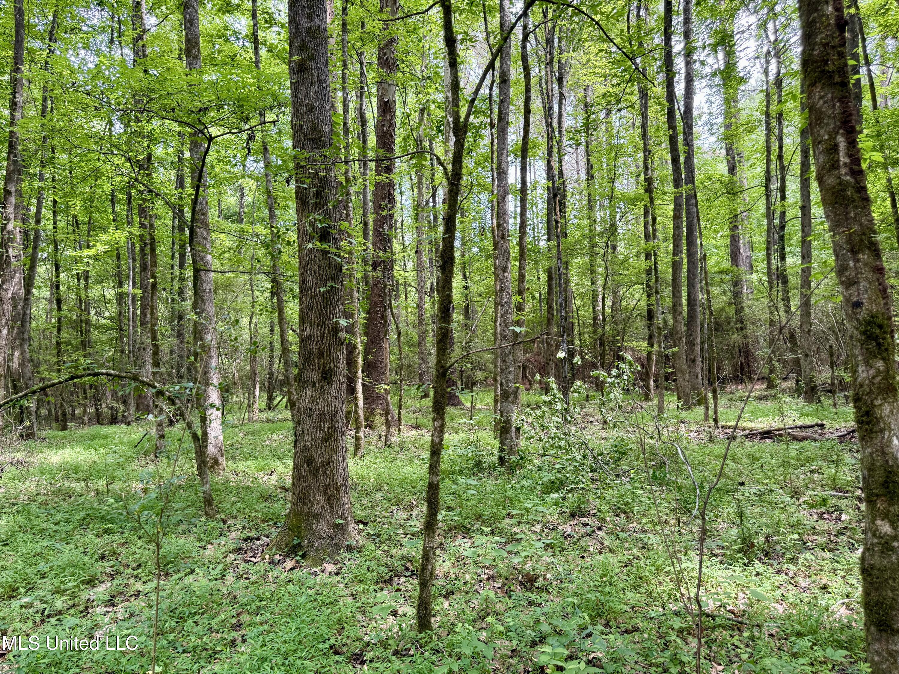 Stephens Road Durant, MS 39063 - Photo 14 of 18 IMG_1001