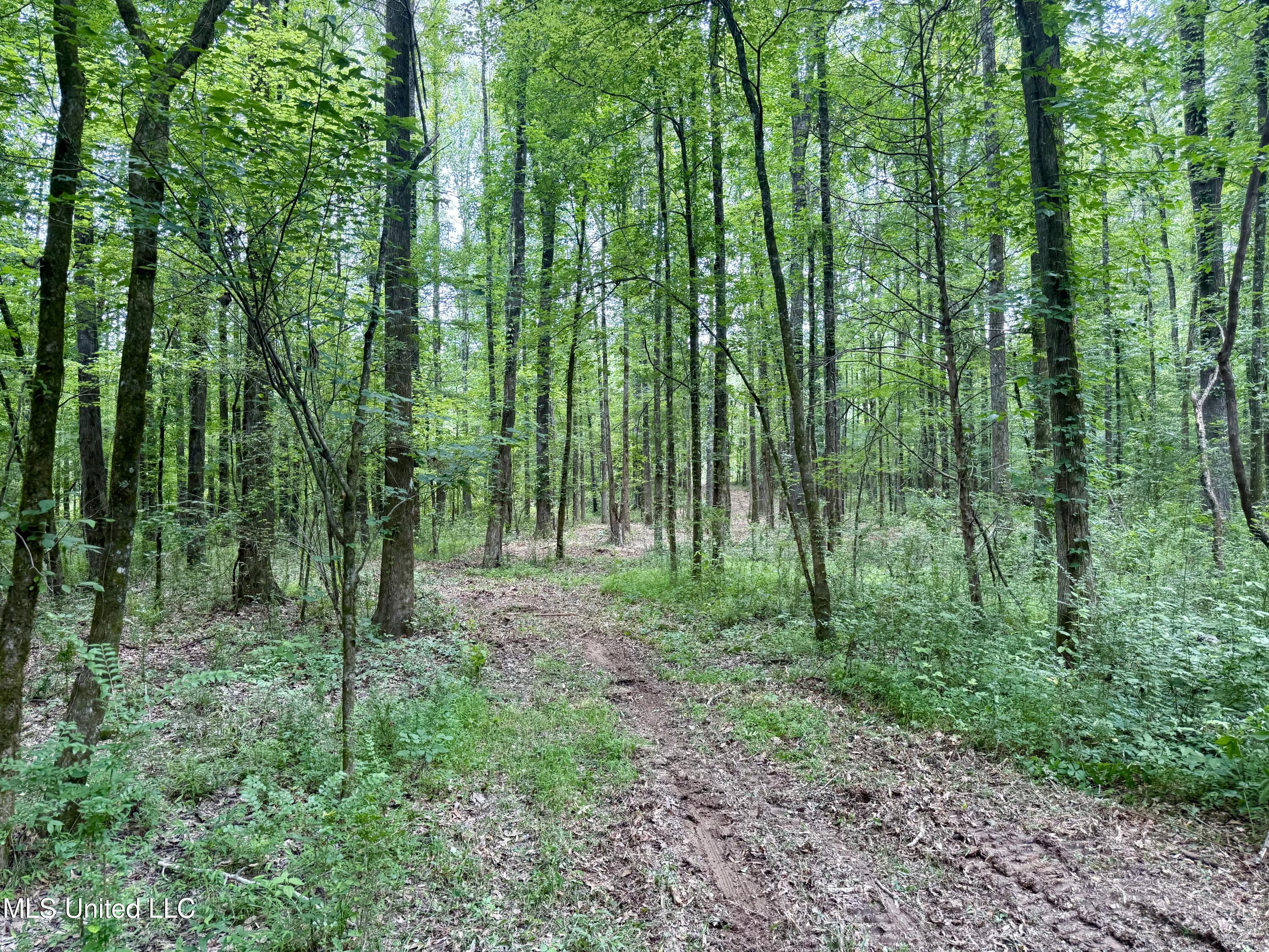 Stephens Road Durant, MS 39063 - Photo 4 of 18 IMG_0984