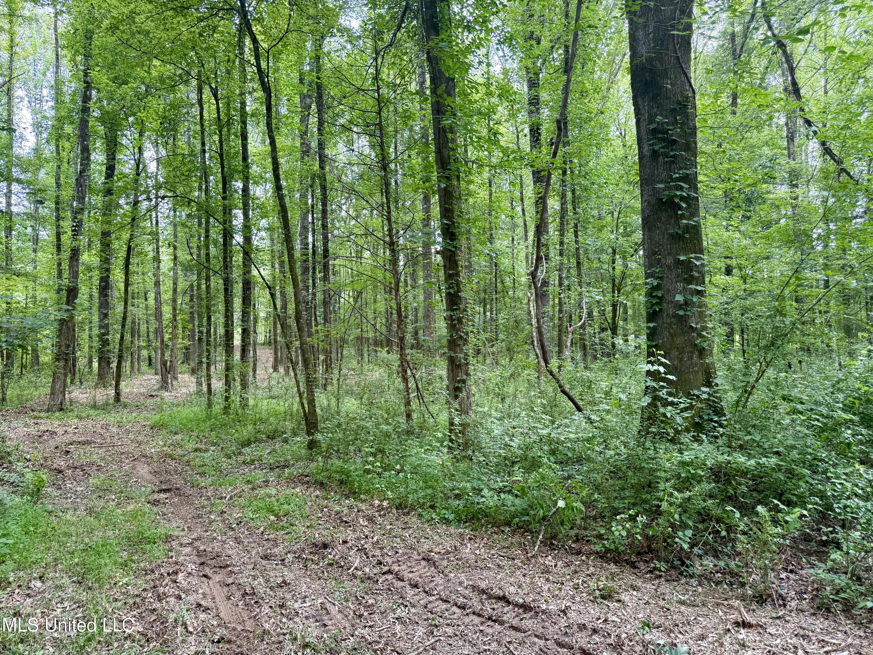 Stephens Road Durant, MS 39063 - Photo 5 of 18 IMG_0985