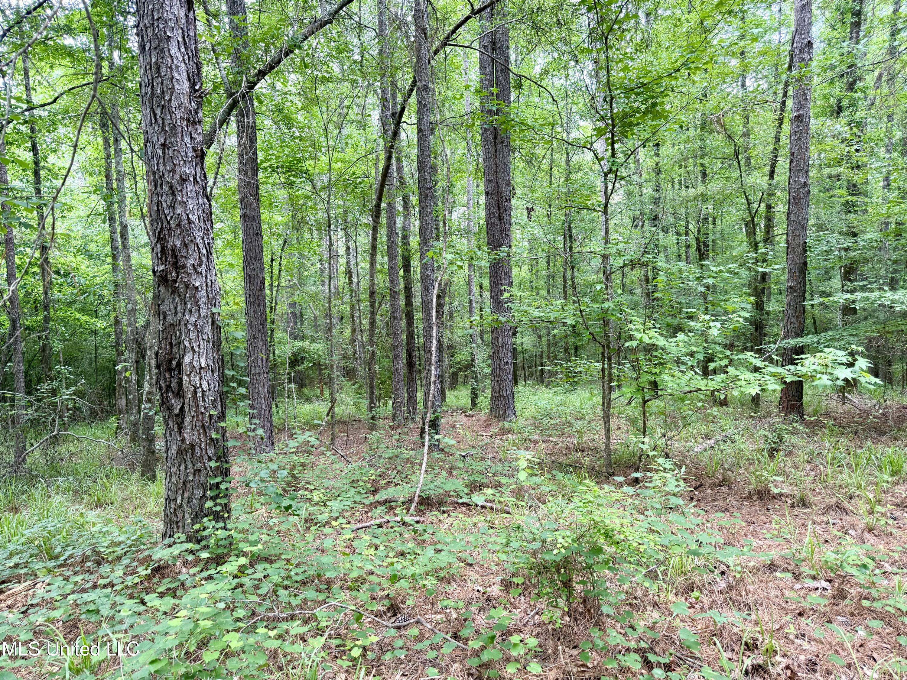 Stephens Road Durant, MS 39063 - Photo 10 of 18 IMG_0994