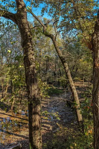 a view of yard with trees in the background