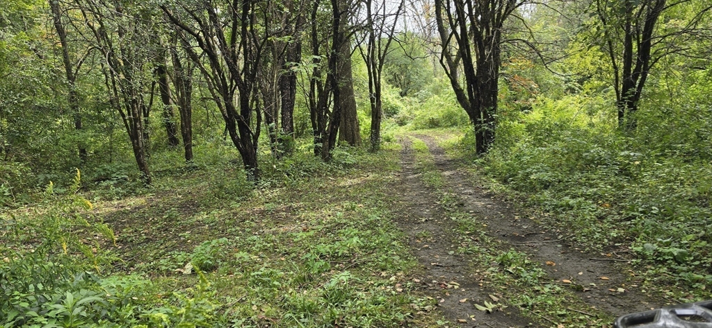 0 Miner Road Lanesborough, MA 01237 - Photo 16 of 28 a big yard with lots of green space and trees
