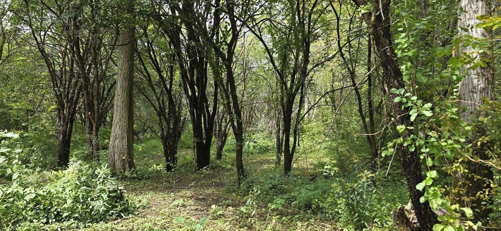 0 Miner Road Lanesborough, MA 01237 - Photo 17 of 28 a view of outdoor space and green space