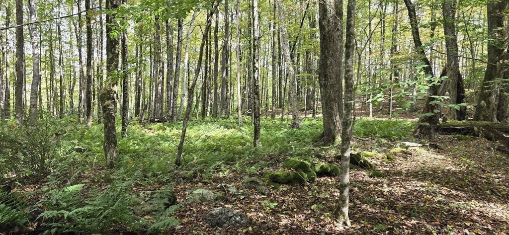 0 Miner Road Lanesborough, MA 01237 - Photo 21 of 28 a view of outdoor space and garden