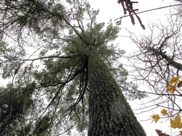 $950,000 | 2-3 Fullerton Road, Grand Marais, MN 55604