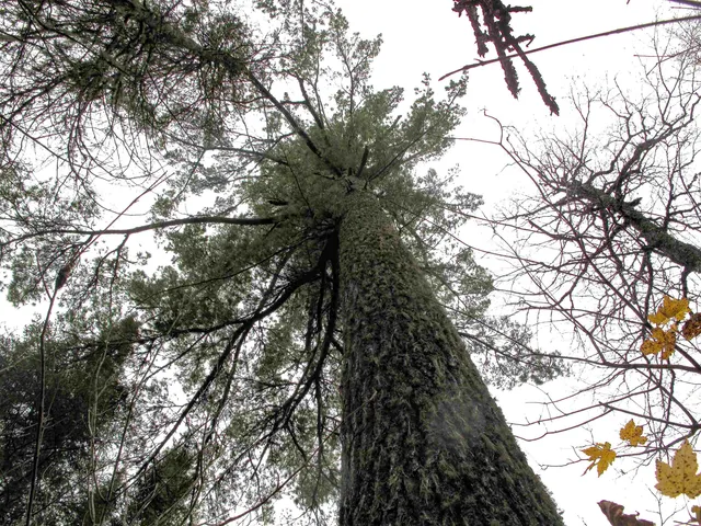 $950,000 | 2-3 Fullerton Road, Grand Marais, MN 55604