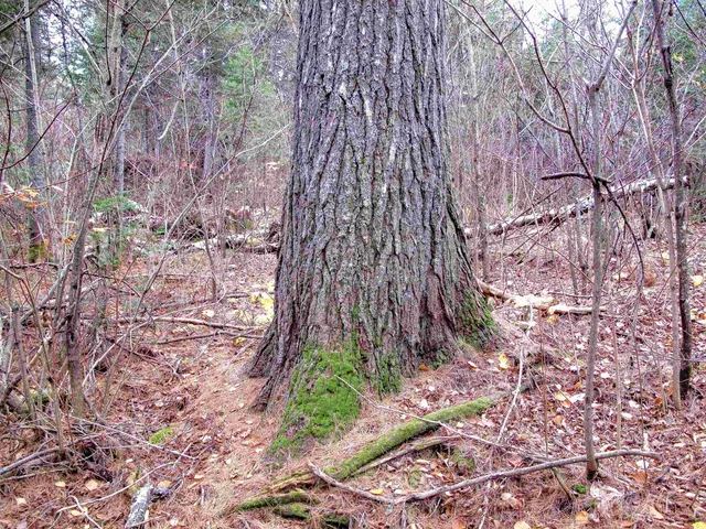 $950,000 | 2-3 Fullerton Road, Grand Marais, MN 55604