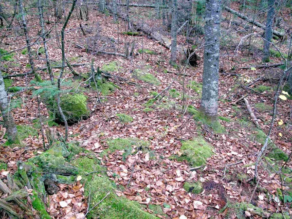 $950,000 | 2-3 Fullerton Road, Grand Marais, MN 55604