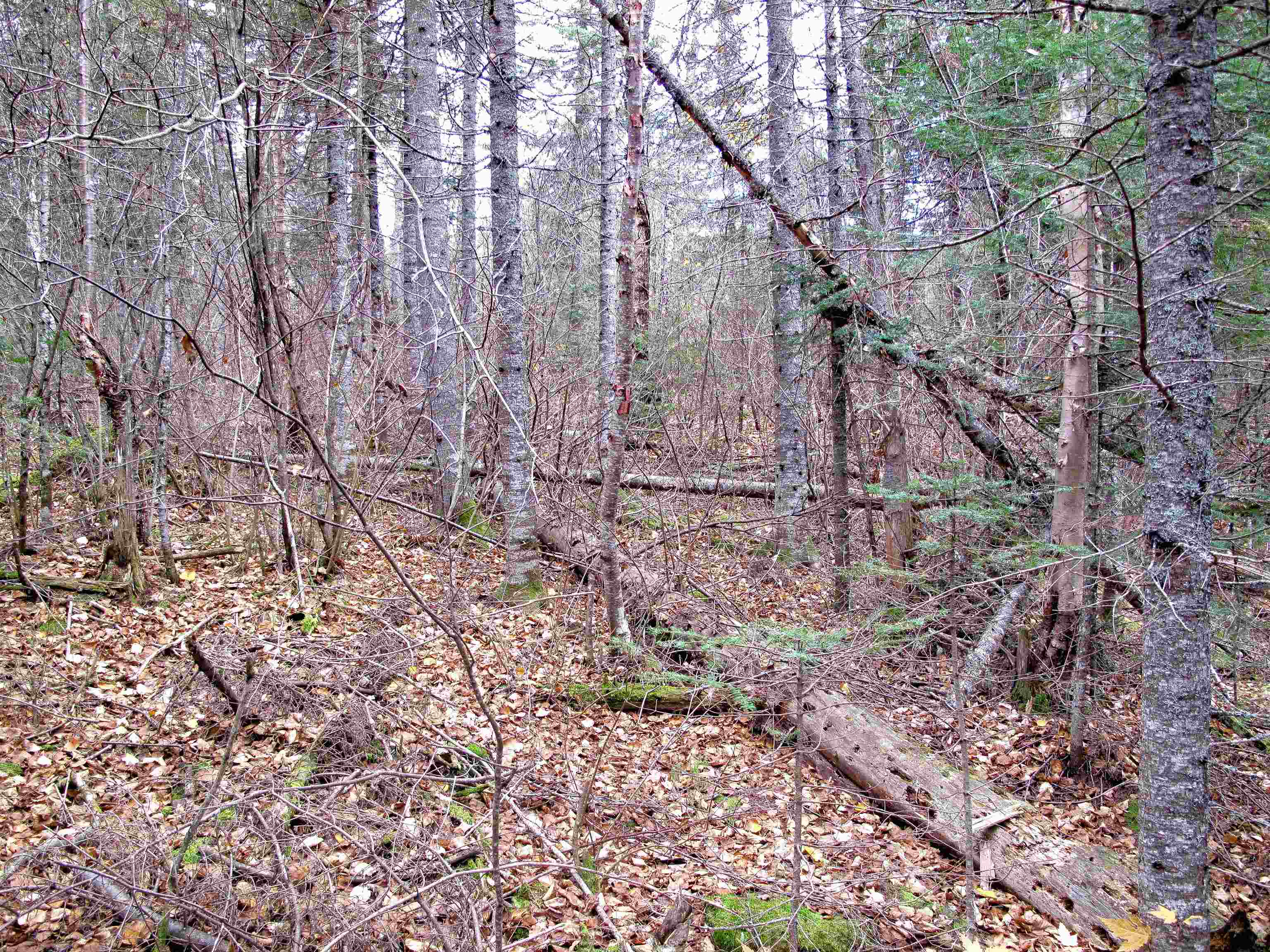 2-3 Fullerton Road Grand Marais, MN 55604 - Photo 36 of 80