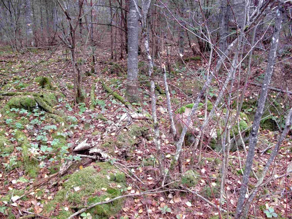 $950,000 | 2-3 Fullerton Road, Grand Marais, MN 55604