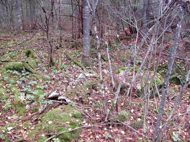 $950,000 | 2-3 Fullerton Road, Grand Marais, MN 55604